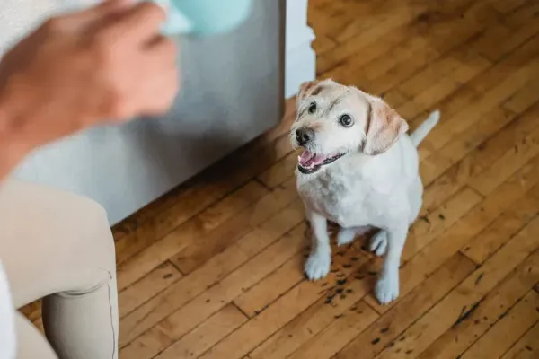 犬がおしりを床にこすりつける｜肛門腺しぼりは必要？やり方と受診の目安